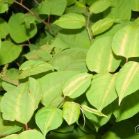 Japanese Knotweed